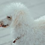 Biały pudel z kręconą sierścią na dworze liże nos