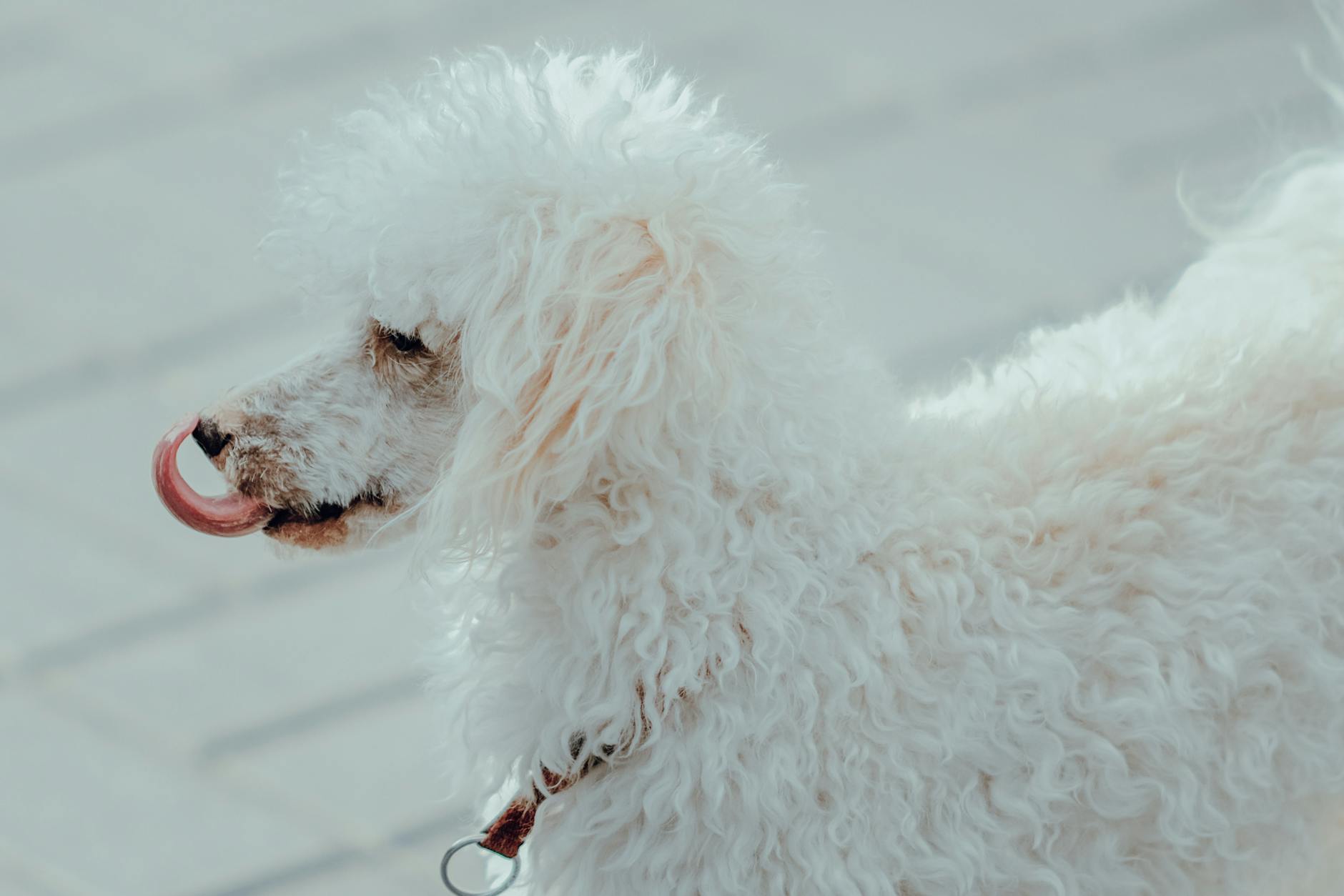 Biały pudel z kręconą sierścią na dworze liże nos