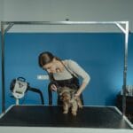 Kobieta groomerka strzyże yorkshire terriera na stole w salonie